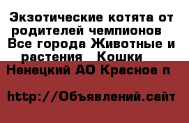  Экзотические котята от родителей чемпионов - Все города Животные и растения » Кошки   . Ненецкий АО,Красное п.